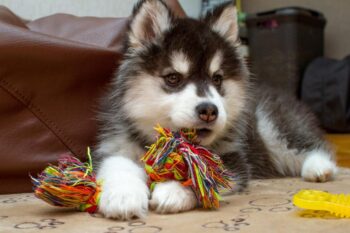 9 Best Bully Sticks for Huskies