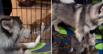 Husky Can’t Contain His Joy Spending Every Day With His Kitten Friends