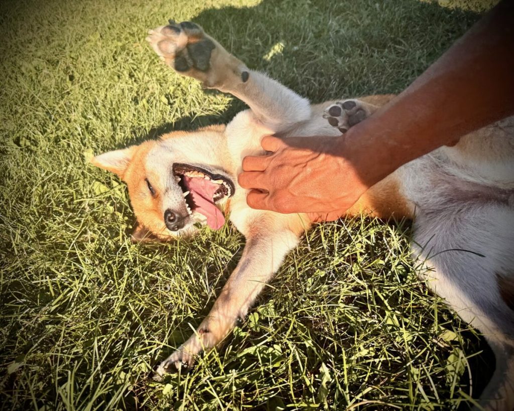 From stray to snuggled: Sheba’s story of healing and hope