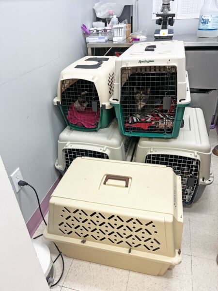 Rising costs leave families struggling to care for their animals