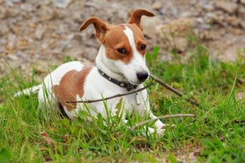9 Best Bully Sticks for Jack Russells