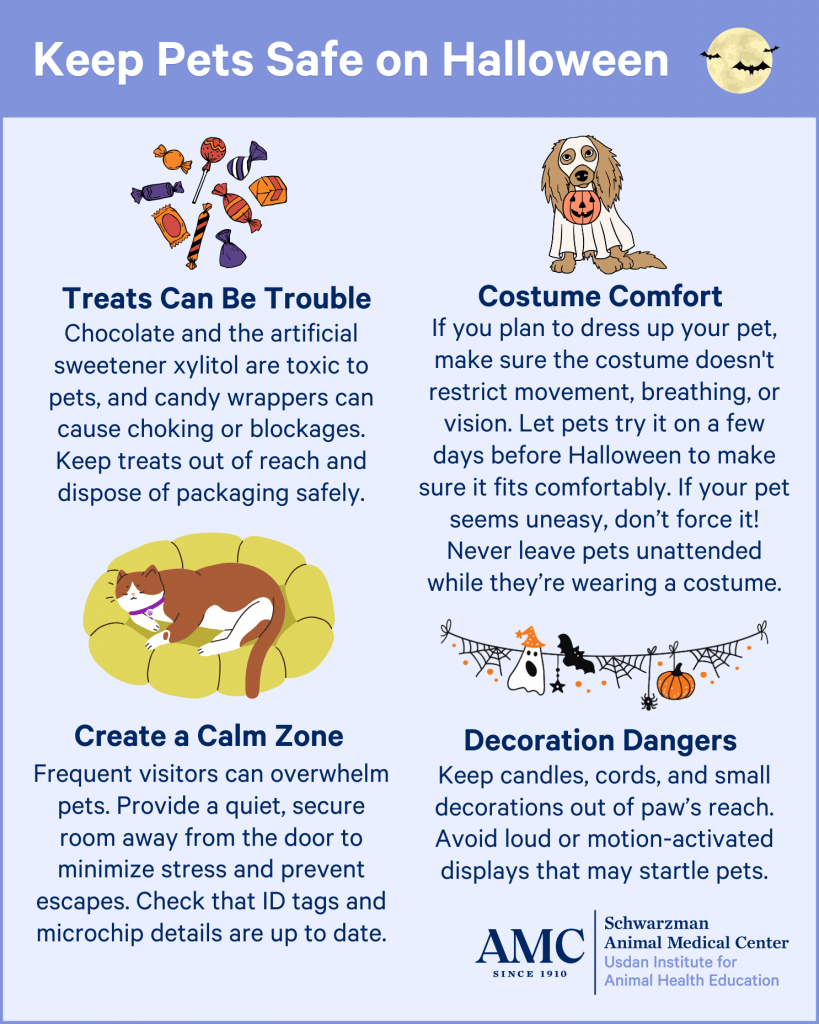 Halloween Pet Safety: What to Do (and Not Do) to Keep Your Pets Safe This Spooky Season