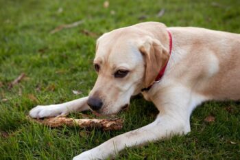 9 Best Bully Sticks for Labs