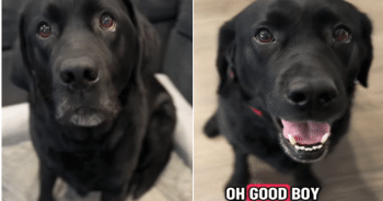 Labrador Can’t Contain His Joy When He Learns He’s Visiting His Grandparents