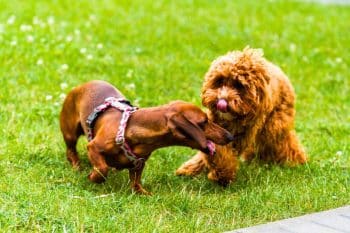 That amusing gesture from your dog or cat can actually be a warning sign