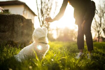 Best Pill Pockets for Malteses