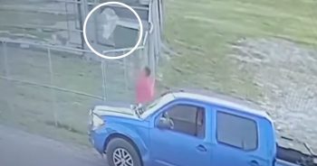 Man Caught on Camera Throwing Dogs Over Shelter Fence Arrested