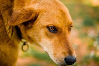 This dog no longer dared to eat… Until this veterinarian made an unexpected move