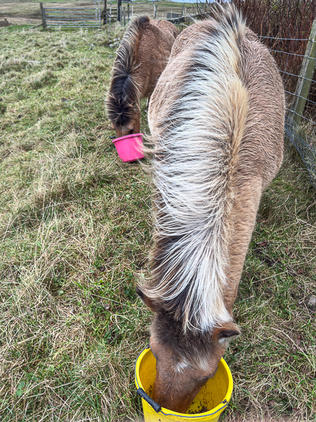 The North Wind Doth Blow