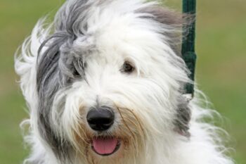10 Best Snout Soothers For Old English Sheepdogs