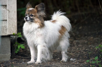 7 Dental Products, Chews, & Toys to Clean Your Papillon’s Teeth