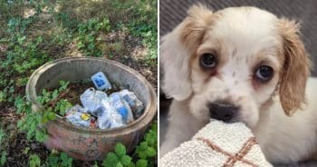 Puppy Dumped Like Trash with Leg Problem Finds Hope and Love Again