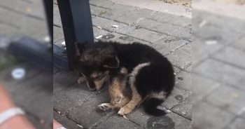 Man Stops His Car to Save Puppy Collapsed on Hot Sidewalk, Changes Her Life Forever