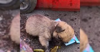 Starving Puppy Searching Trash for Food Finds Love That Changes His Life Forever