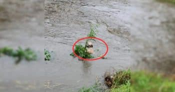 Paralyzed By Fear, Dog Clings to Hope Until a Stranger Appears