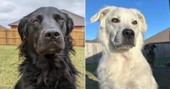 Dog’s Rare Condition Turns His Jet-Black Coat into Brilliant White, Stunning Everyone