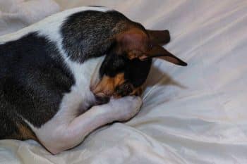 Your dog scratches its bed every night It’s not random and here’s why