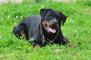 9 Best Bully Sticks for Rottweilers