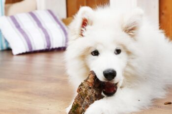 9 Best Bully Sticks for Samoyeds