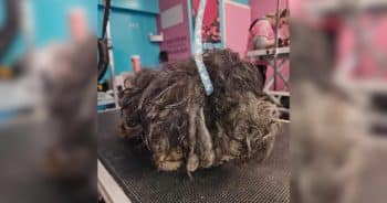 Neglected Matted Dog Makes Incredible Transformation After Life-Saving Grooming Session