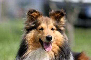 Best Pill Pockets for Shelties