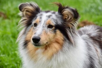 10 Best Dog Multivitamin Products for Shelties