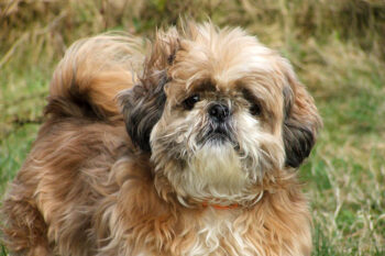 7 Dental Products, Chews, & Toys to Clean Your Shih Tzu’s Teeth