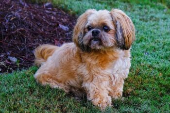9 Best Bully Sticks for Shih Tzus