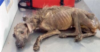 Starving Dog Dumped On Streets, Left To Die And Woman Fights All Odds To Save Him