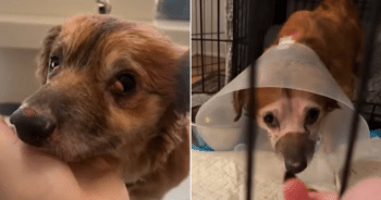 Rescue Dog Tiki Finds Forever Home, Uses His Viral Fame to Help Other Animals