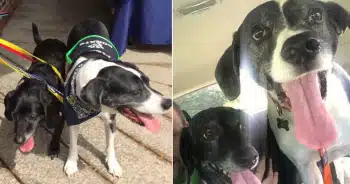 Vet Refuses Cruel Euthanasia Request and Gives Dogs a Second Chance