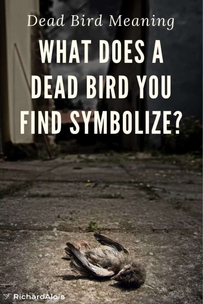 Unveiling the Mystery: What a Dead Bird Symbolizes in Different Spiritual Traditions