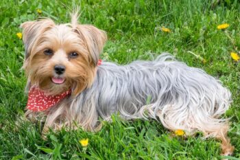 9 Best Bully Sticks for Yorkies