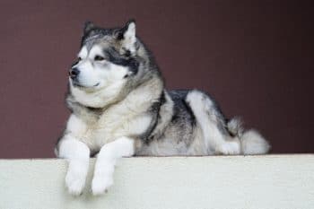 7 Vital Tips for Grooming a Alaskan Malamute
