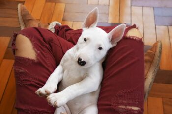 7 Vital Tips for Grooming a Bull Terrier