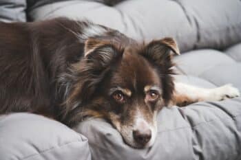 The 9 Best Beds For Senior Australian Shepherds