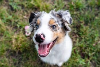 7 Vital Tips for Grooming a Australian Shepherd