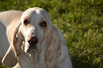 7 Vital Tips for Grooming a Basset Hound
