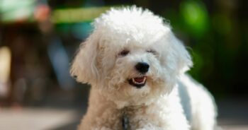 9 Best Bully Sticks for Bichon Frises