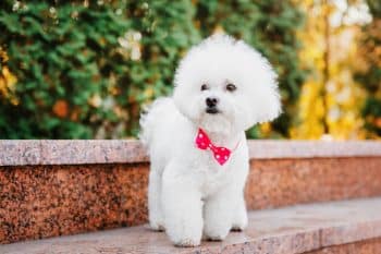 7 Dental Products, Chews, & Toys to Clean Your Bichon Frise’s Teeth