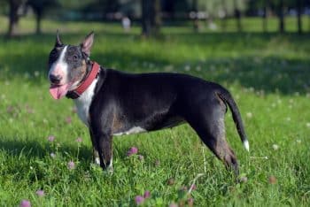 The 15 Best Bull Terrier Products For Travel