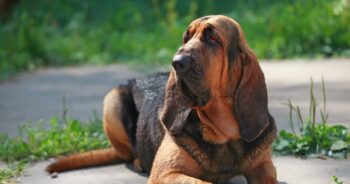 10 Best Snout Soothers For Bloodhounds