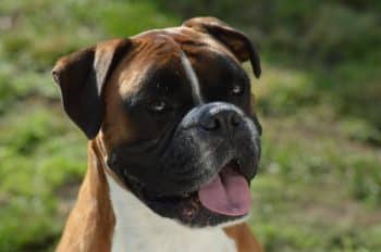 11 Dog Breeds That Look Tough But Melt For Baby Talk