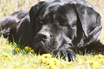 7 Vital Tips for Grooming a Cane Corso
