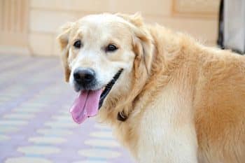 10 Best Snout Soothers For Golden Retrievers