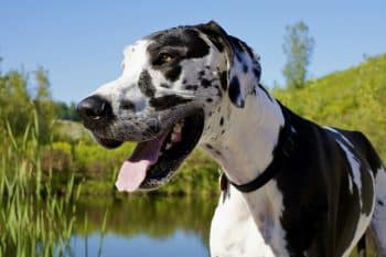 10 Best Snout Soothers For Great Danes