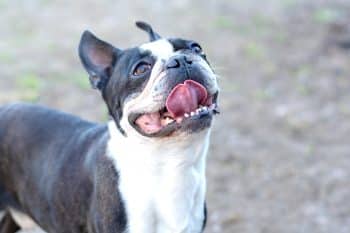 10 Best Snout Soothers For Boston Terriers
