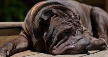 7 Things Every Shar Pei Owner Should Know Before Bringing One Home