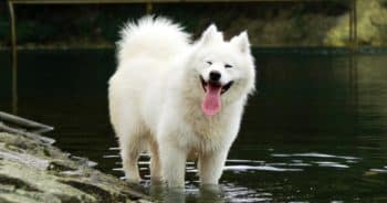 7 Things Every Samoyed Owner Should Know Before Bringing One Home