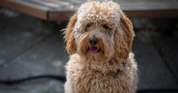 7 Things Every Labradoodle Owner Should Know Before Bringing One Home